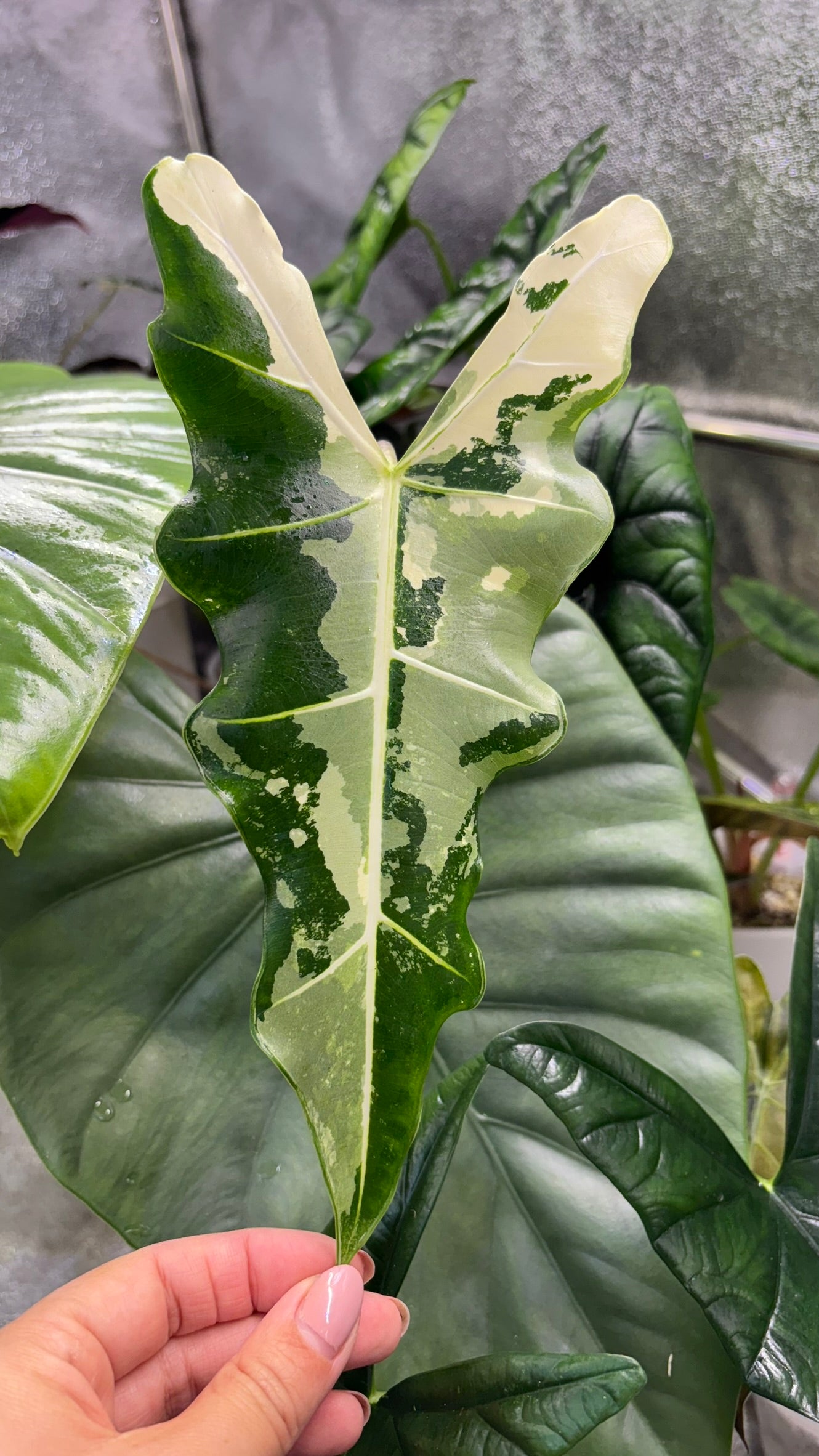 Rhizome d'Alocasia Sarian Albo