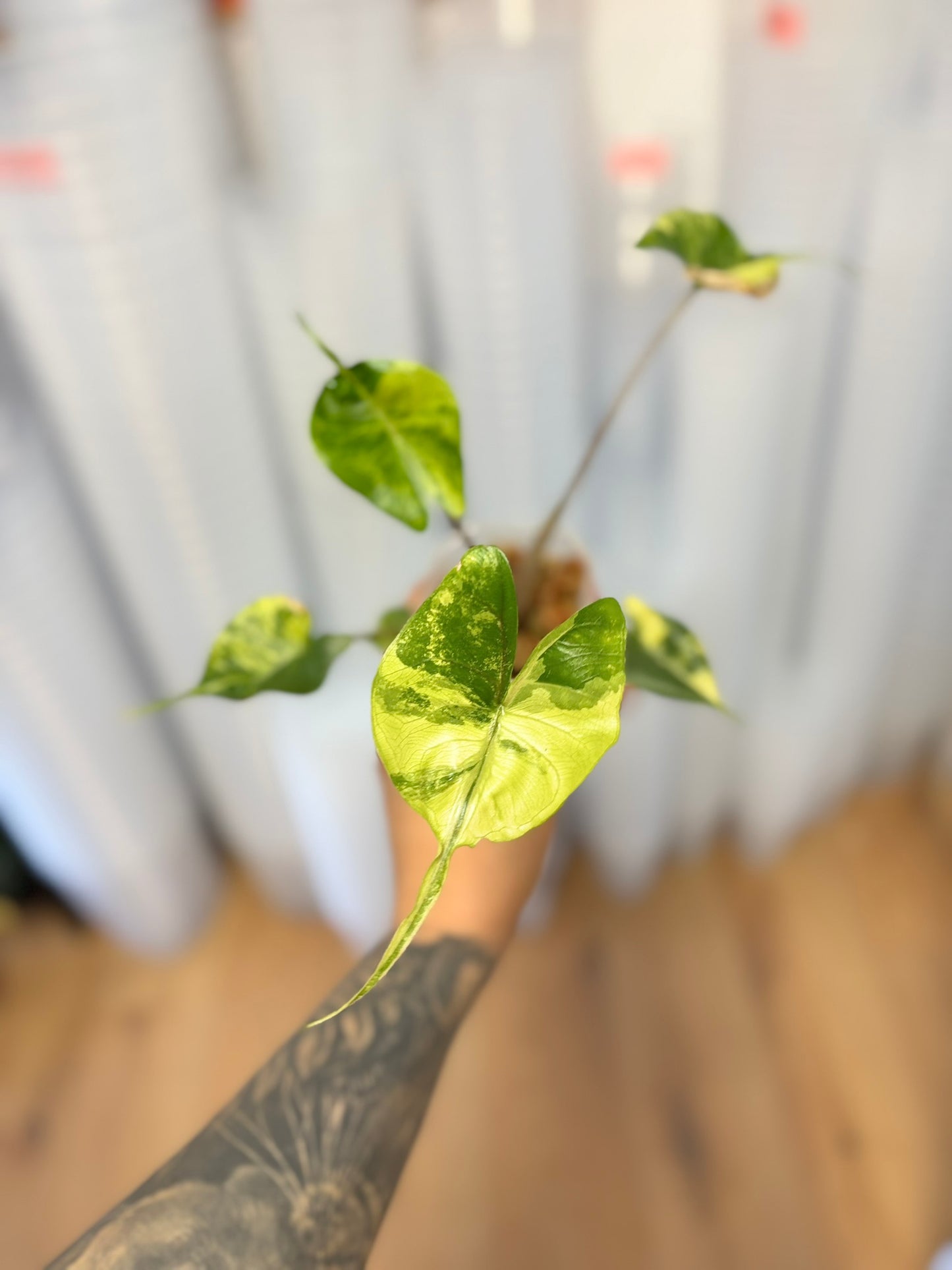 Alocasia Rhizom Stingray Aurea