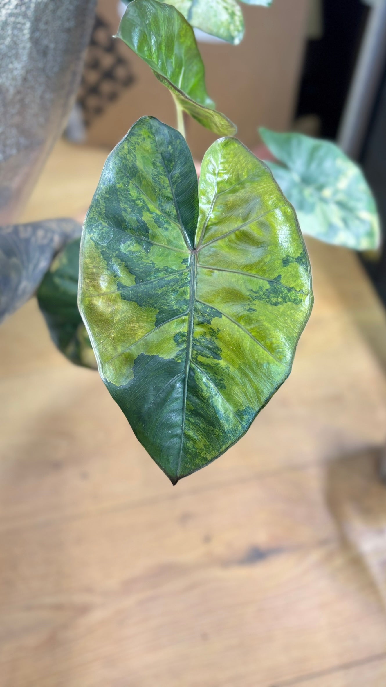 Rhizome d'Alocasia Princesse Aurea du Yucatan