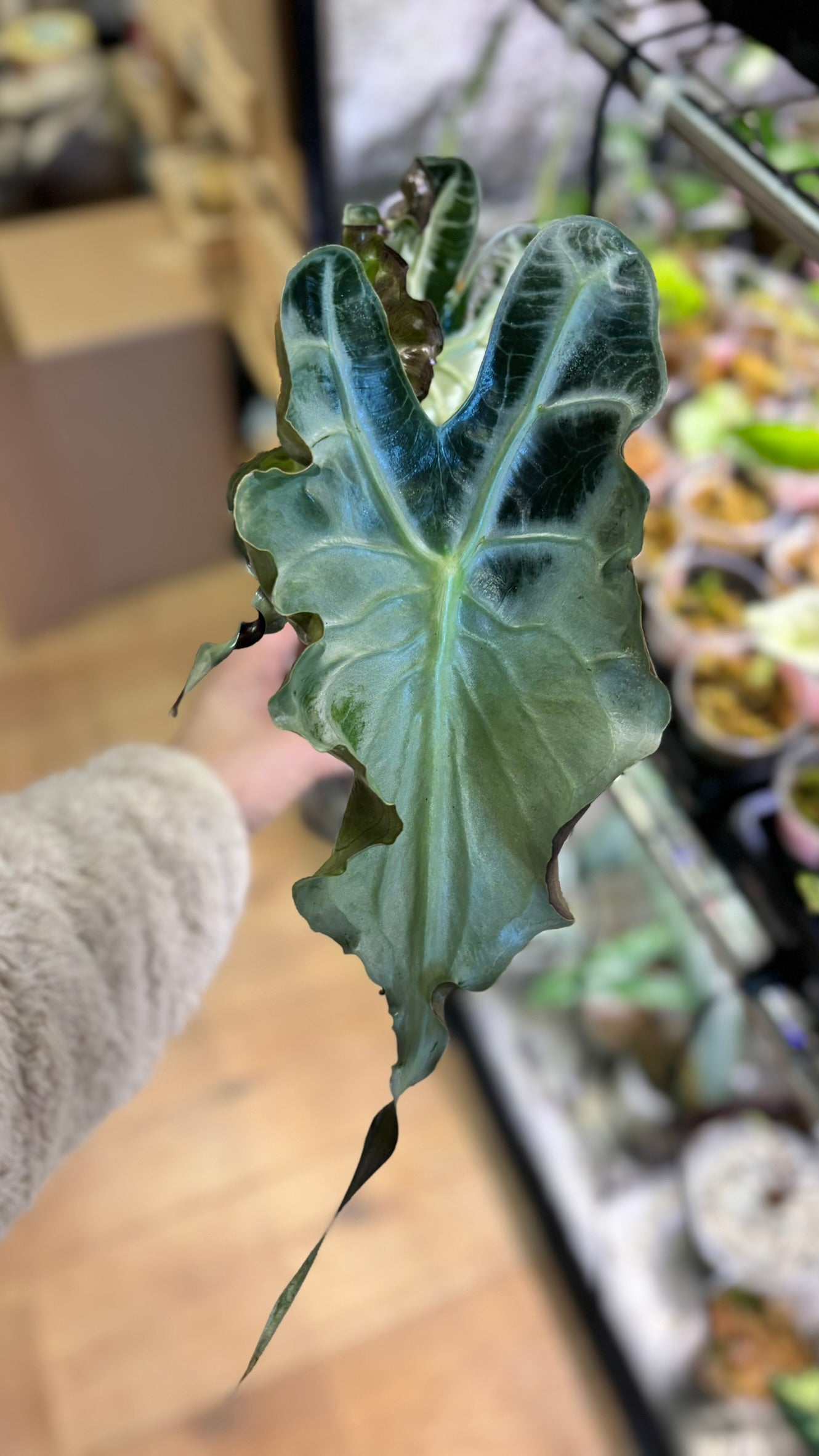 Alocasia Rhizom Venom