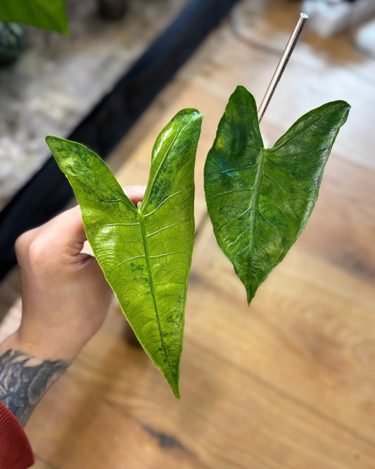 Alocasia Rhizom Reticulata Variegata