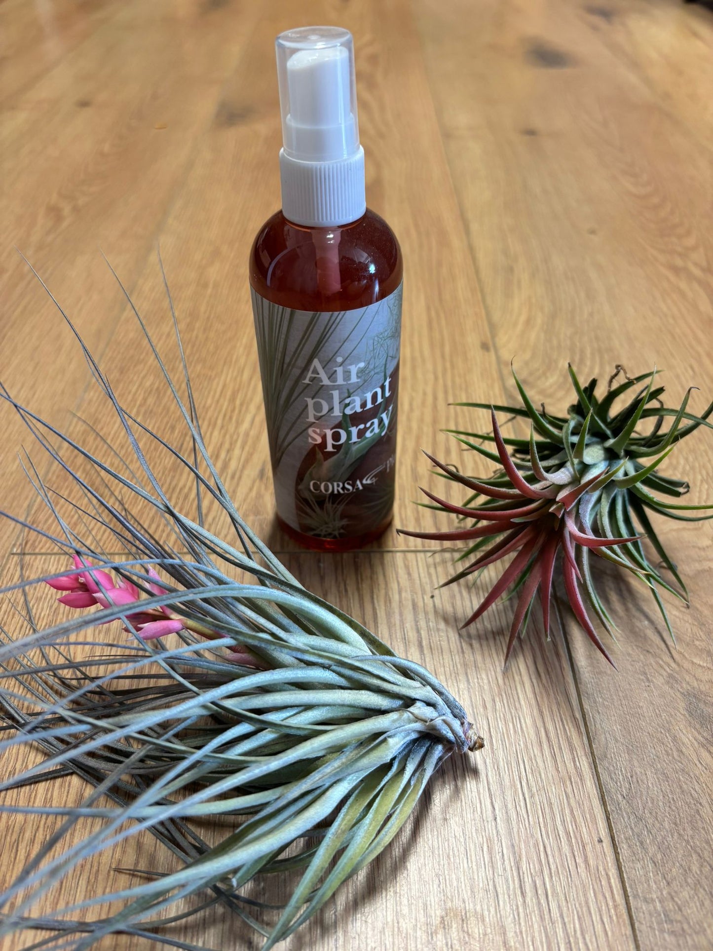 TILLANDSIA SPRAY | Fertilizer for air plants