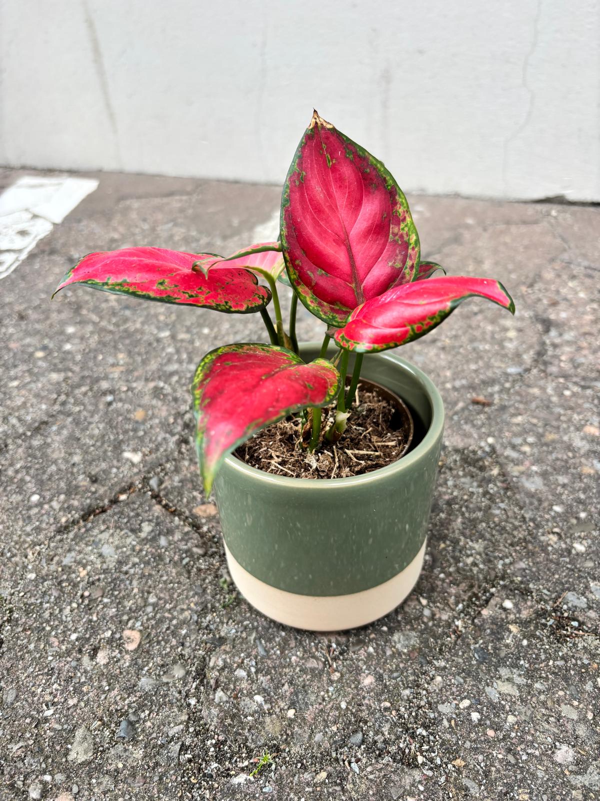 TAMO VERDE | Flowerpot
