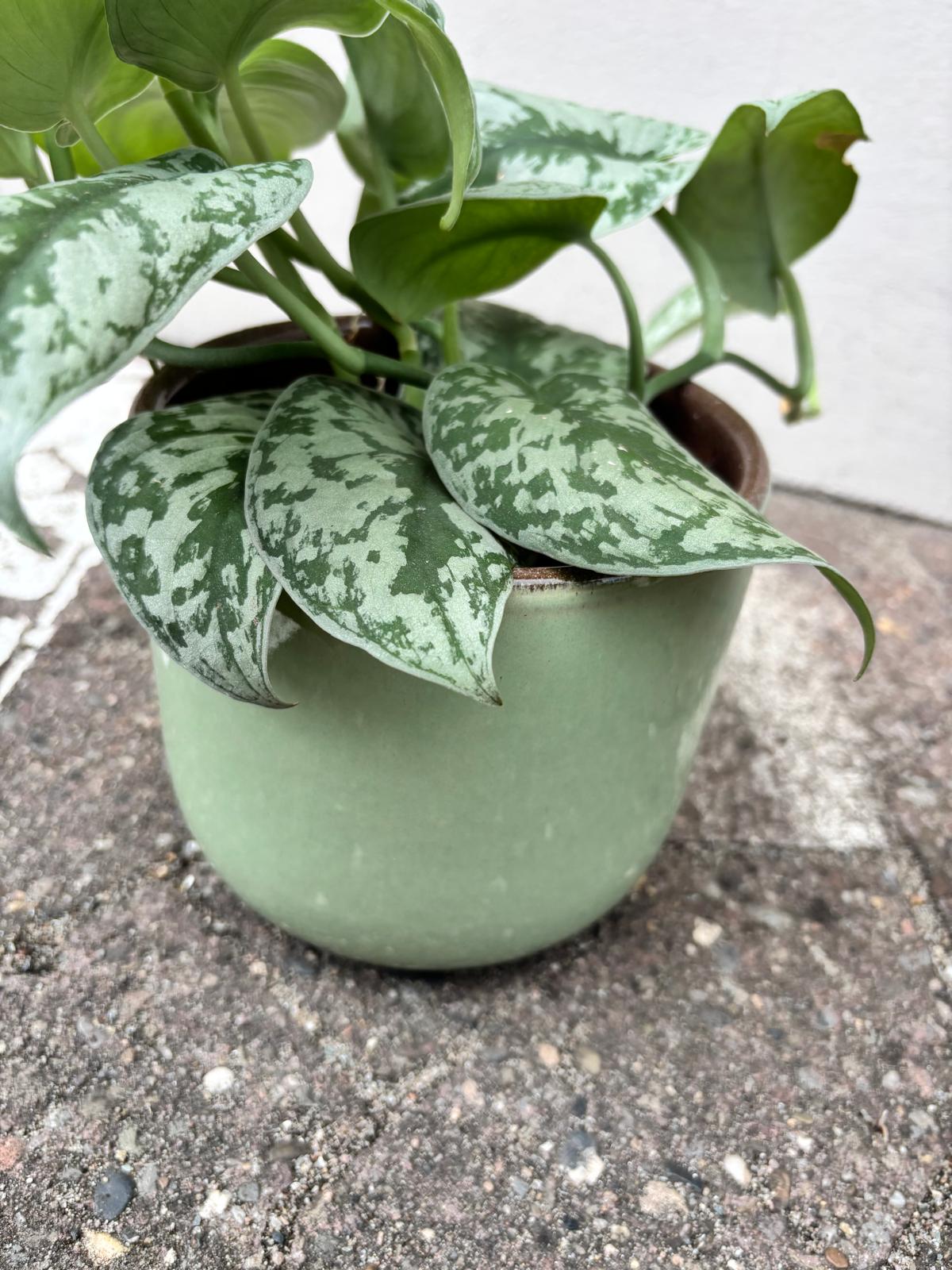 TARO VERT | Pot de fleurs