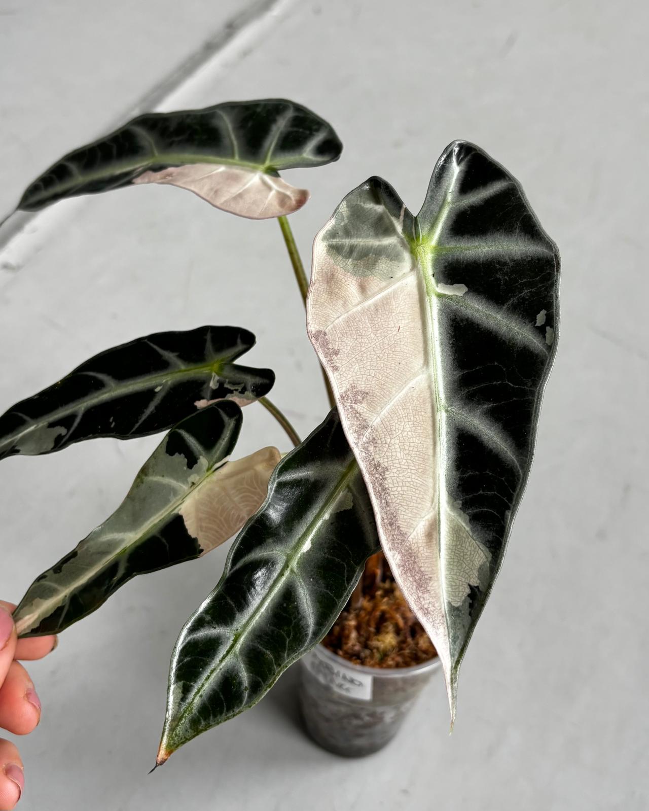 Alocasia Rhizome Dorayaki Aurea
