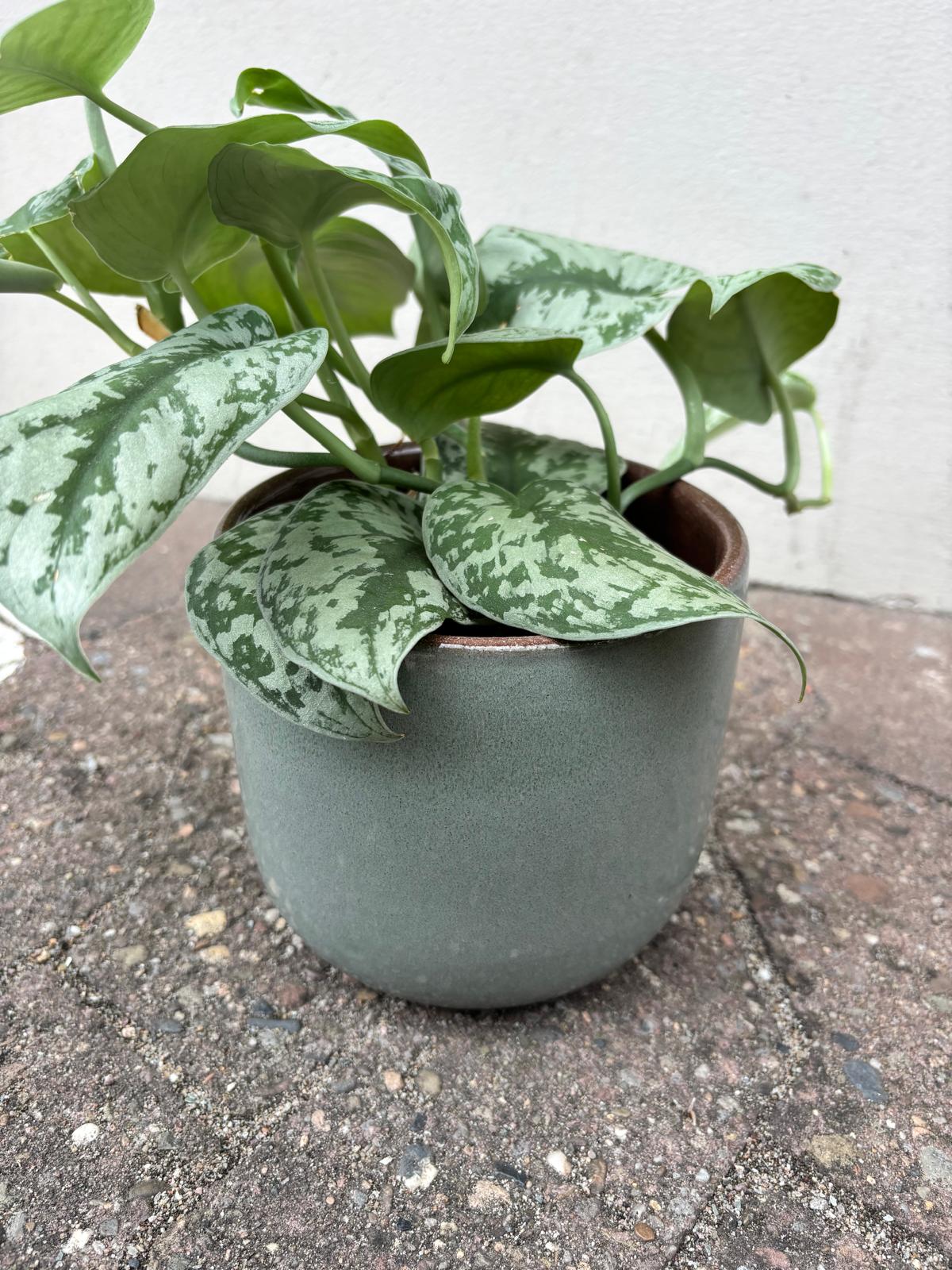 TARO | Blumentopf