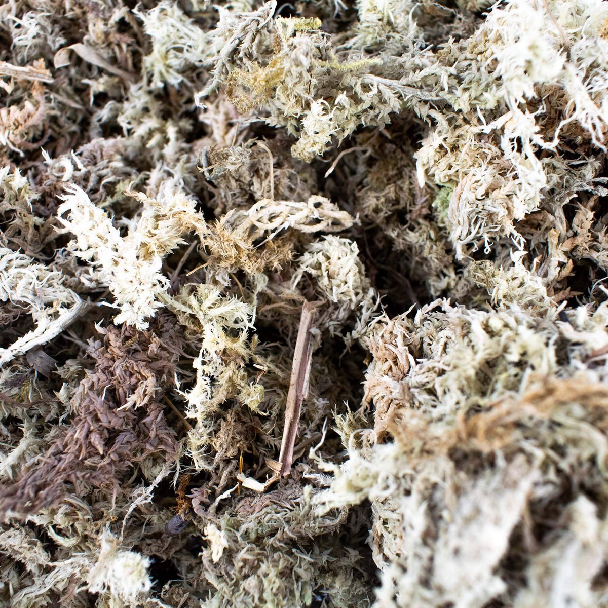 SPHAGNUM MOOS