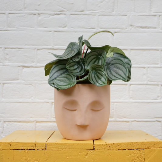 PATTY CORAL | Pot de fleurs