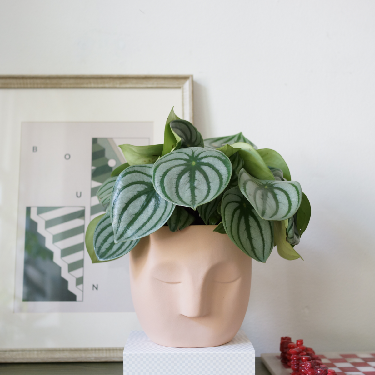 PATTY CORAL | Blumentopf