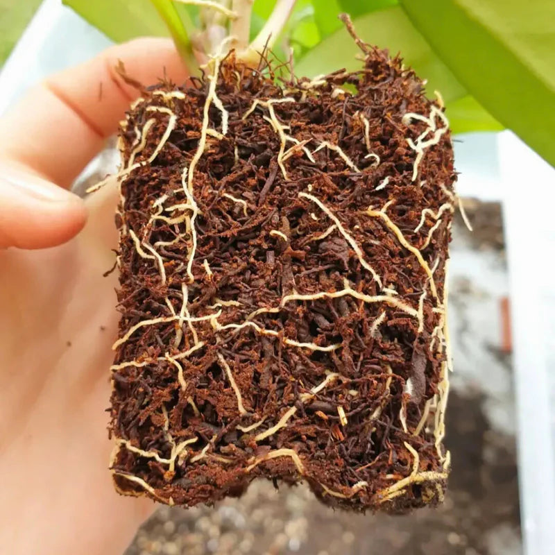 TREE FERN FIBER 8,5L | Baumfarnfasern von Plantscraper