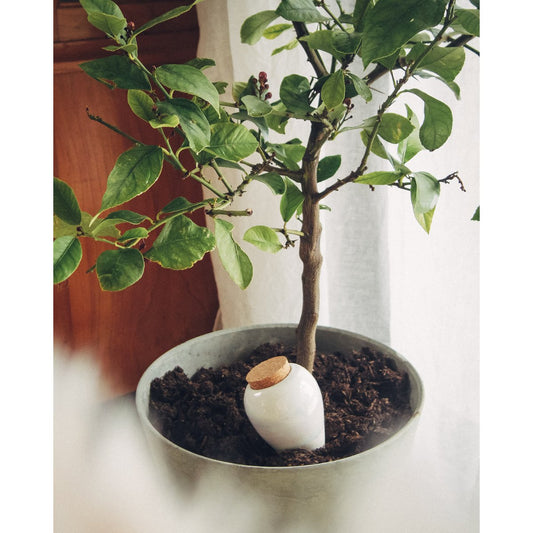 TERRE CUITE | Distributeur d'eau Olla