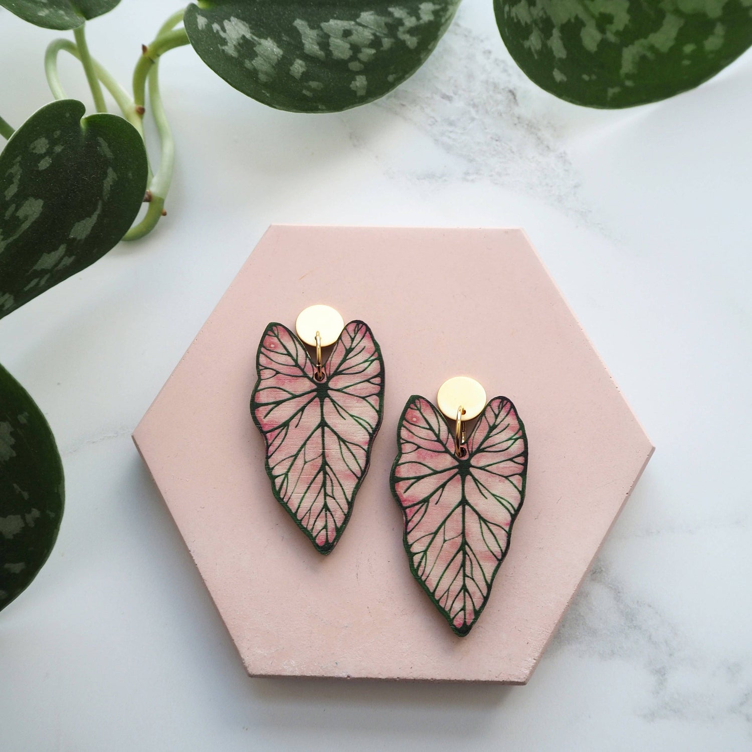 CALADIUM