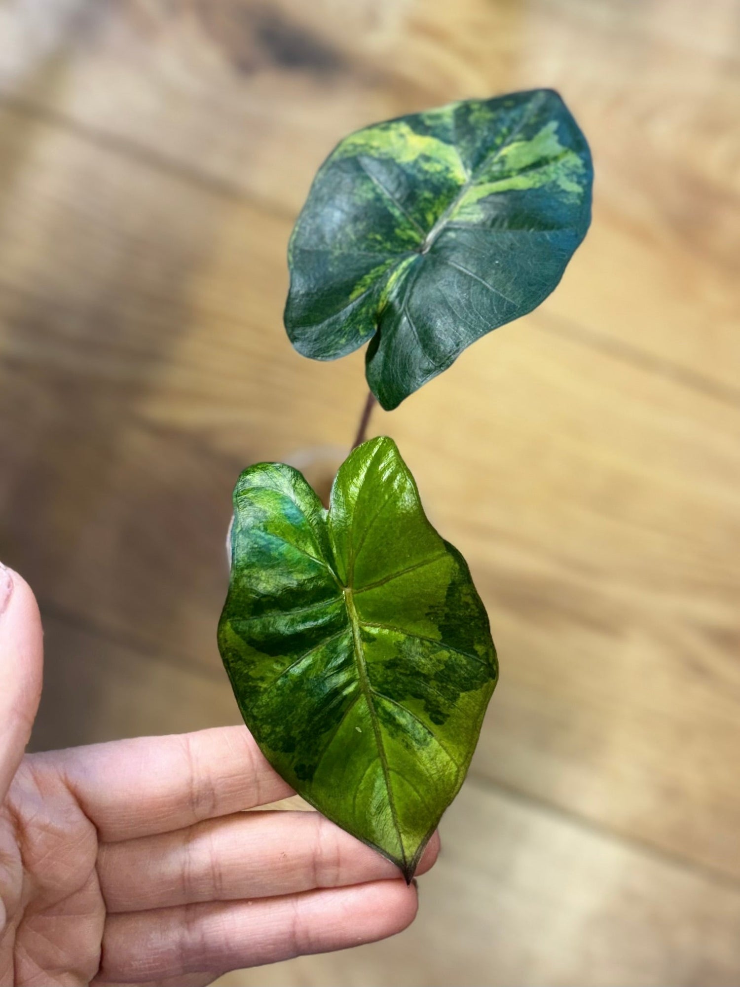 Alocasia