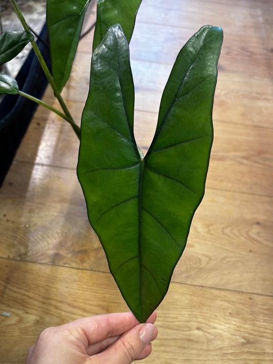 Alocasia Rhizome Princeps