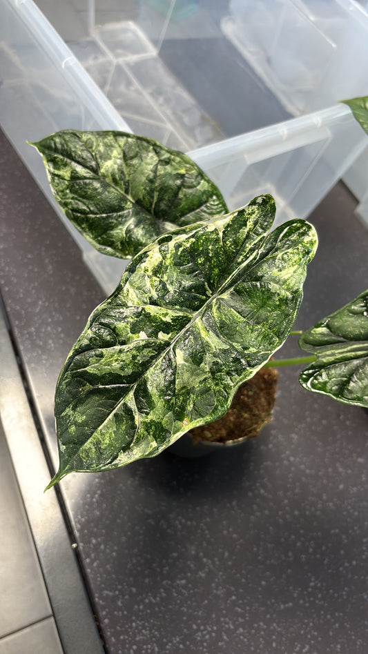 Alocasia Rhizom Dragon Scale Stardust