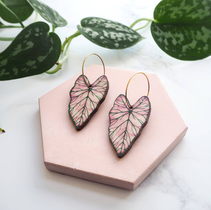 CALADIUM CREOLEN | GOLD