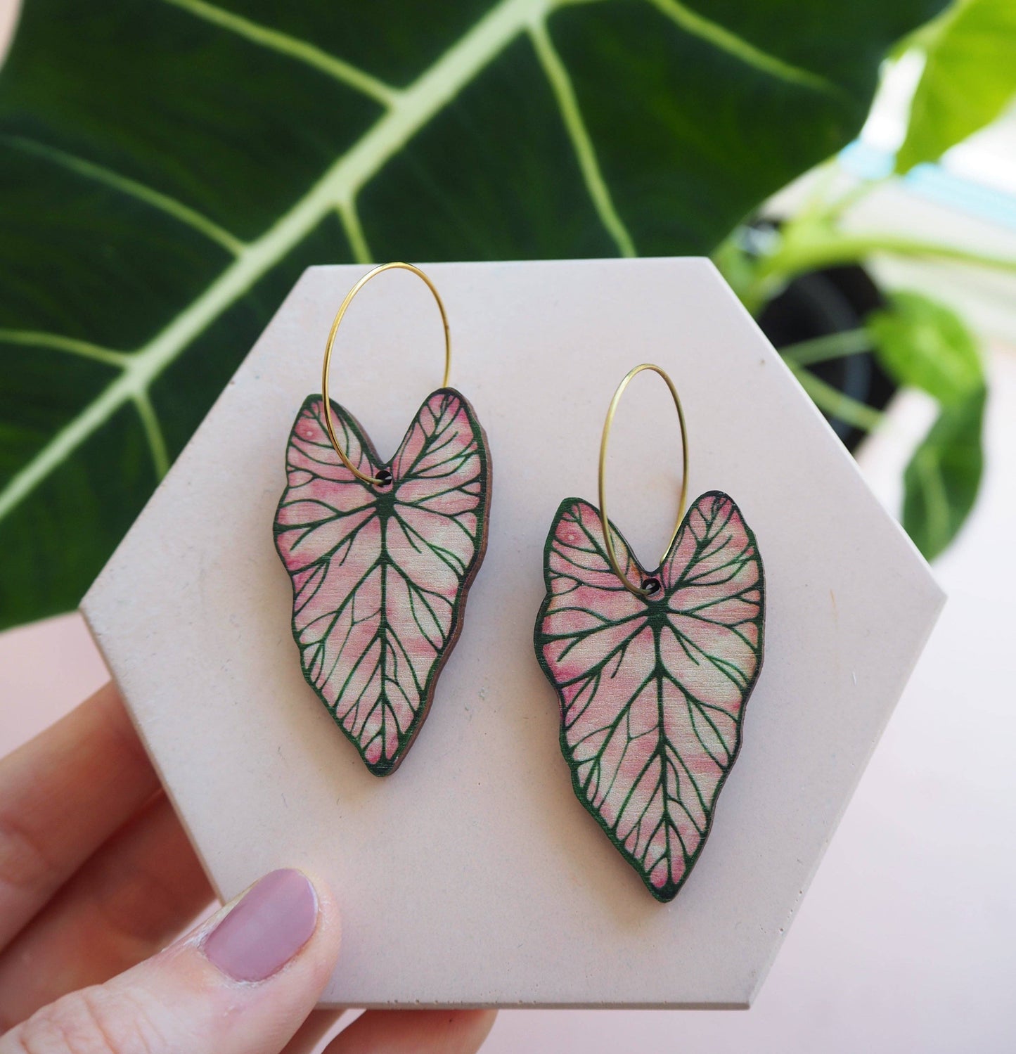 CALADIUM CREOLEN | GOLD