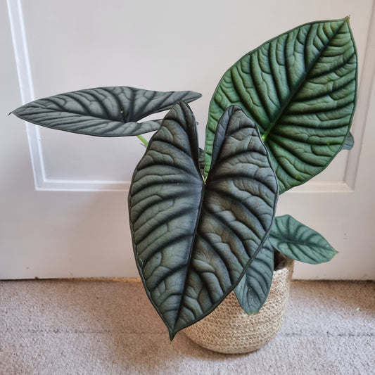 Alocasia Rhizom Nebula