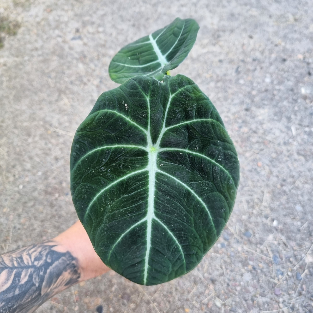 Alocasia Rhizome Zebrina Black Stem Aurea
