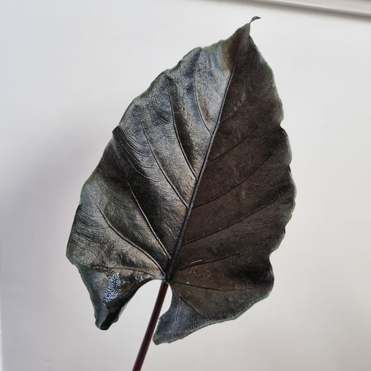 Alocasia Rhizom Antoro Velvet