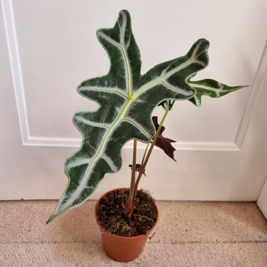 Alocasia Rhizom Sanderiana Nobilis