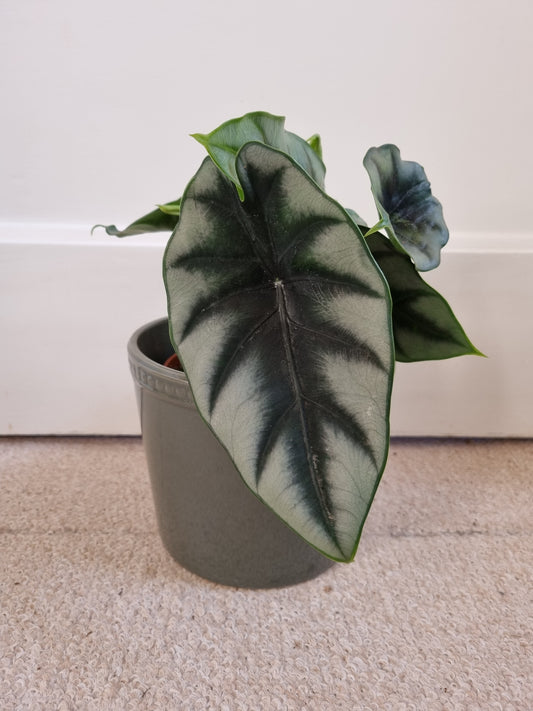 Alocasia Rhizom Reversa