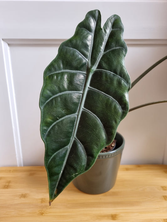 Alocasia Rhizom Chantrieri