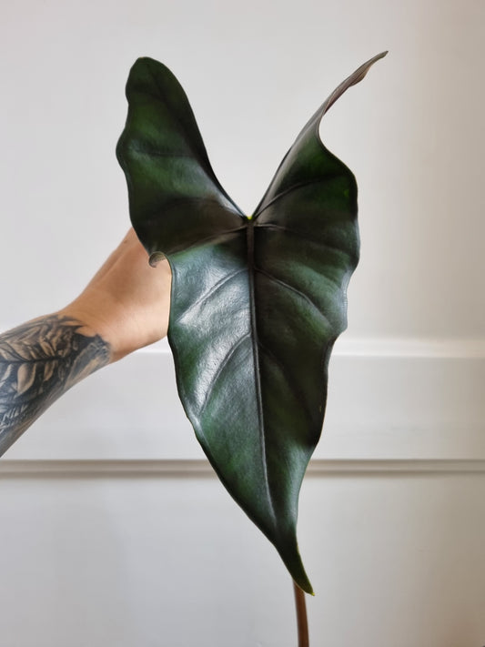 Alocasia Rhizom Princeps Purple Cloak