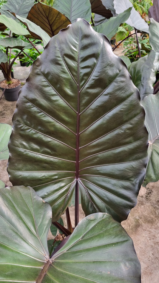 Alocasia Rhizom Metalhead