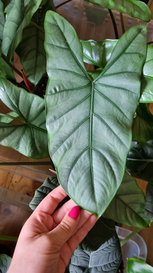 Alocasia Rhizom Heterophylla Corazon