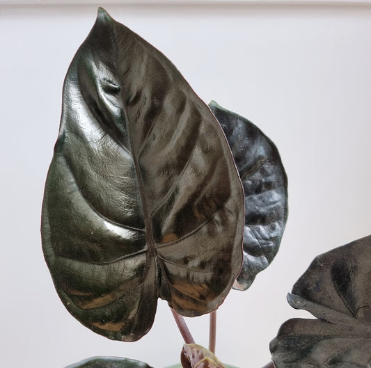 Alocasia Rhizom Infernalis Black Magic