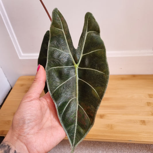 Alocasia Rhizom Dragons Tooth