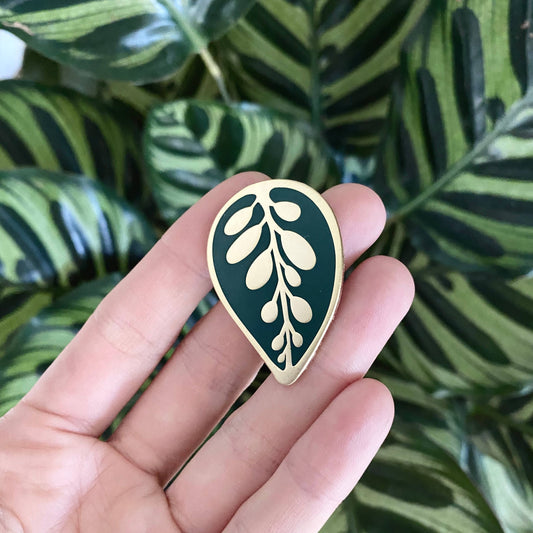 CALATHEA MAKOYANA | Pflanzen Pin