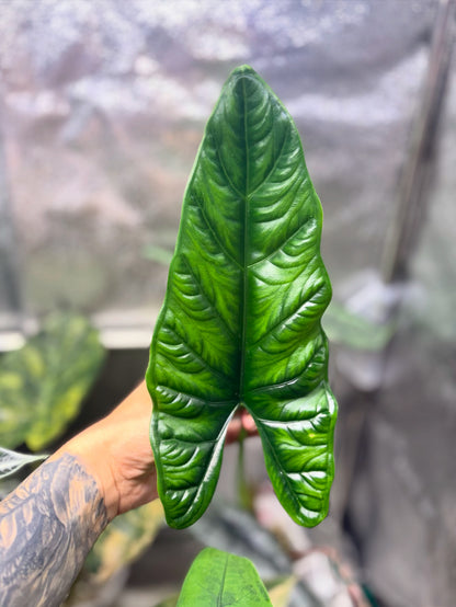 Alocasia Rhizome Puncak Borneensis