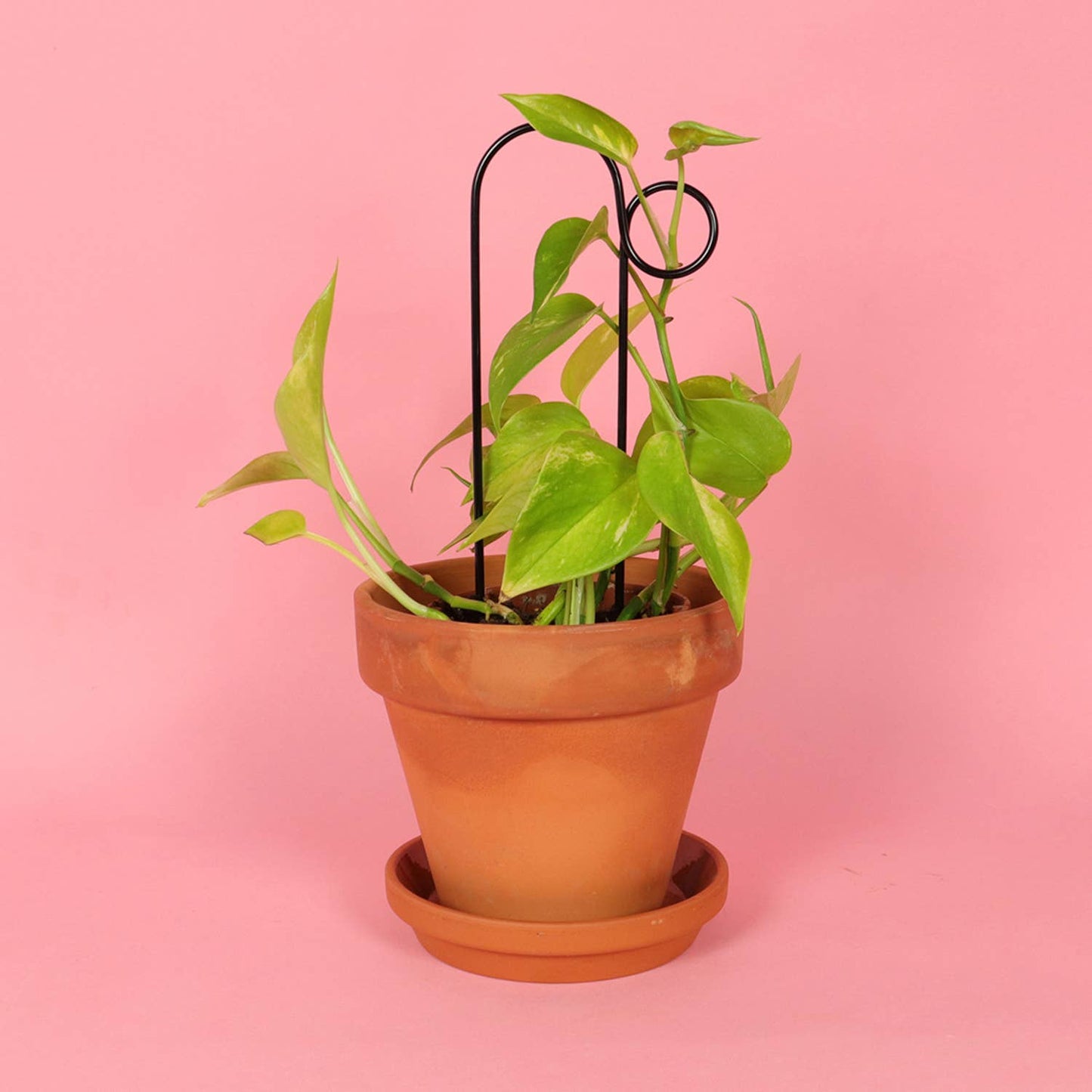 BUMP | Black trellis