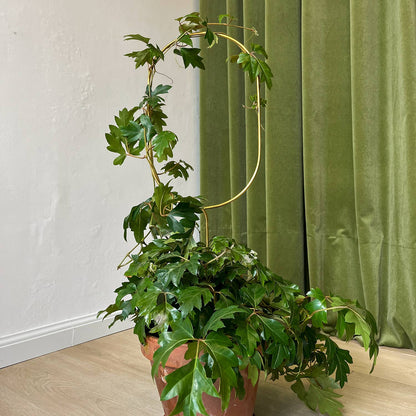 ARCH | Golden Trellis XL