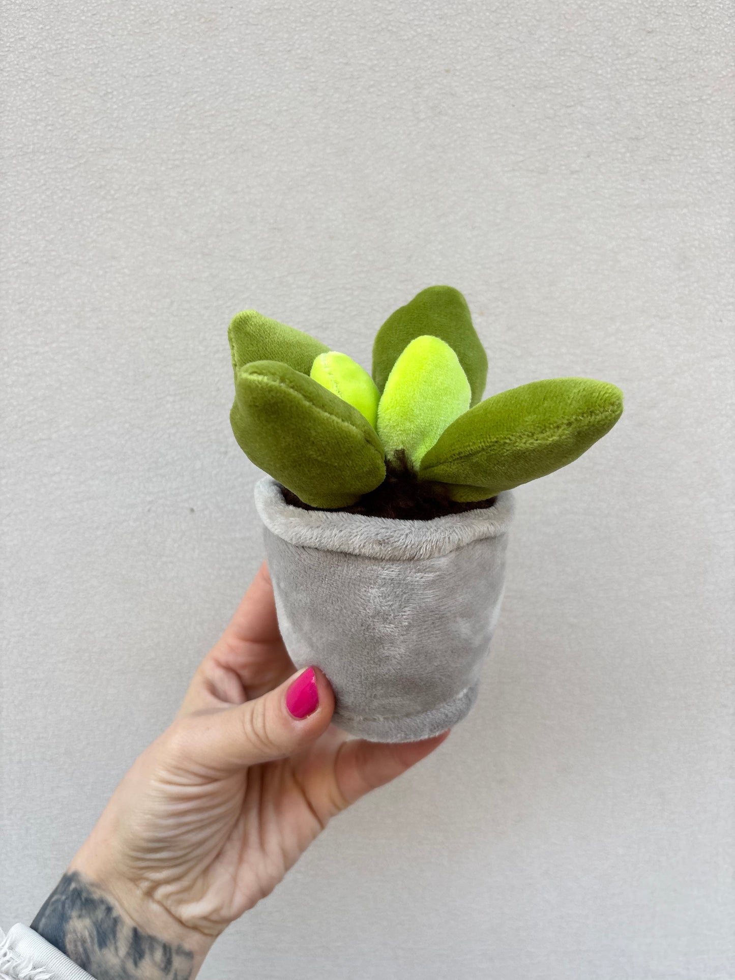 SUKKULENTE | Mini Plüschpflanze