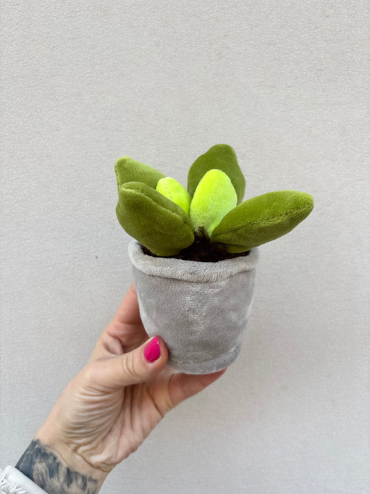 SUKKULENTE | Mini Plüschpflanze