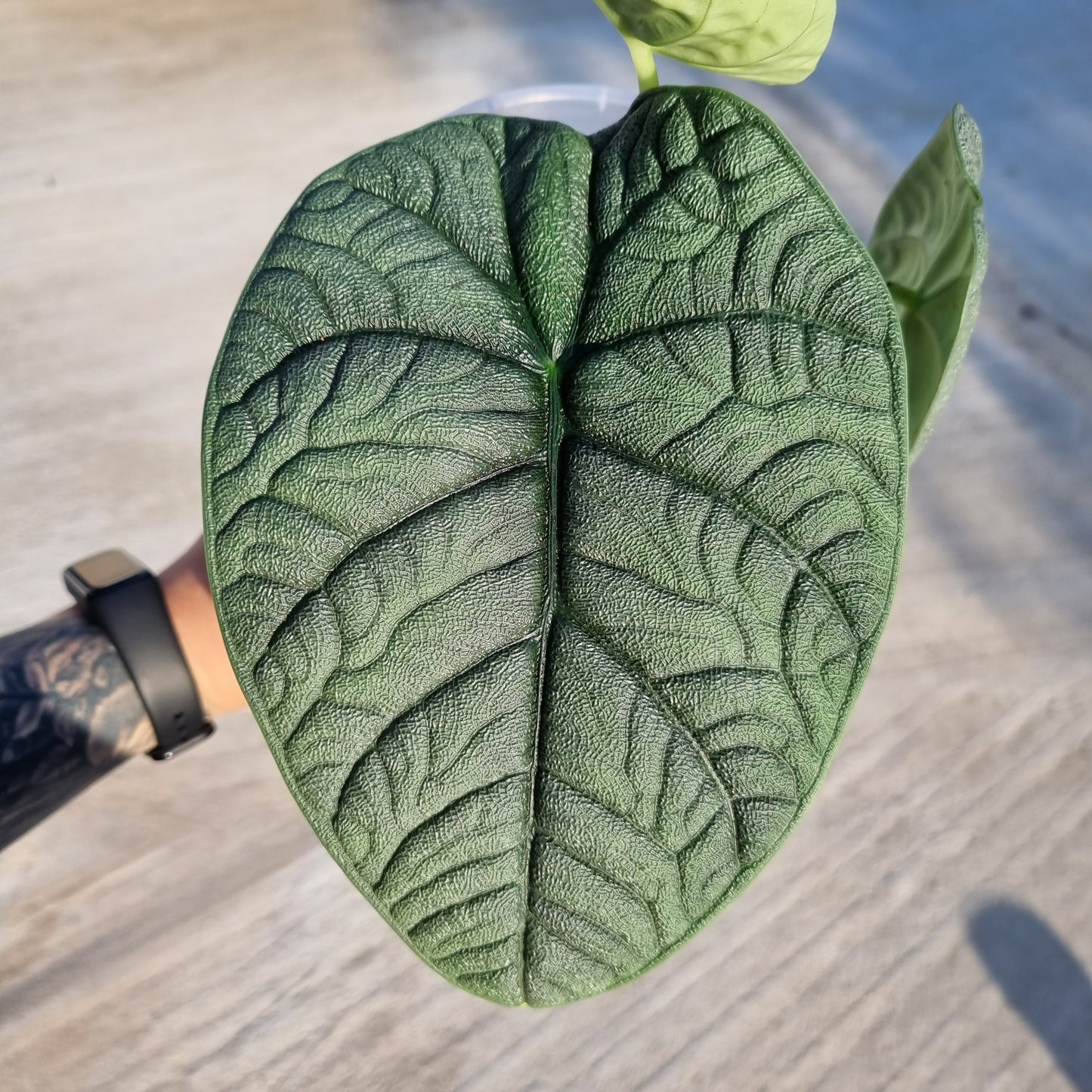 Rhizome d'Alocasia Melo
