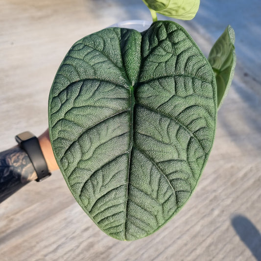 Alocasia Rhizom Melo