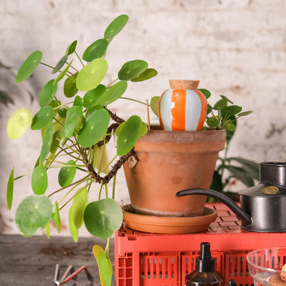 SOLINA | Olla Wasserspender