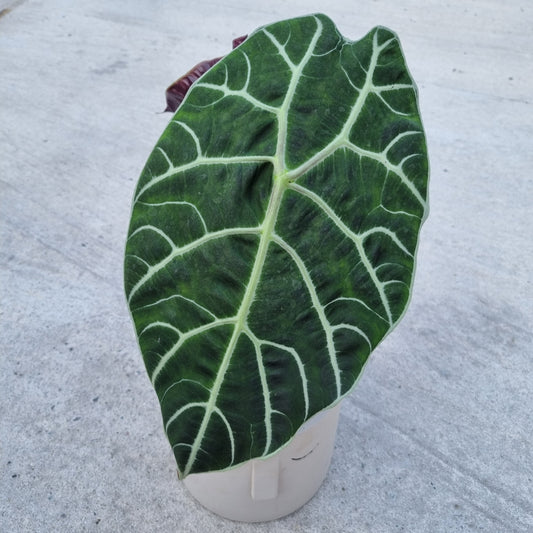 Alocasia Rhizom Watsoniana Doff