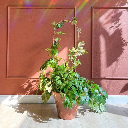 ARCH | Grand tuteur pour plantes de couleur dorée, en métal antirouille, hauteur 70 cm