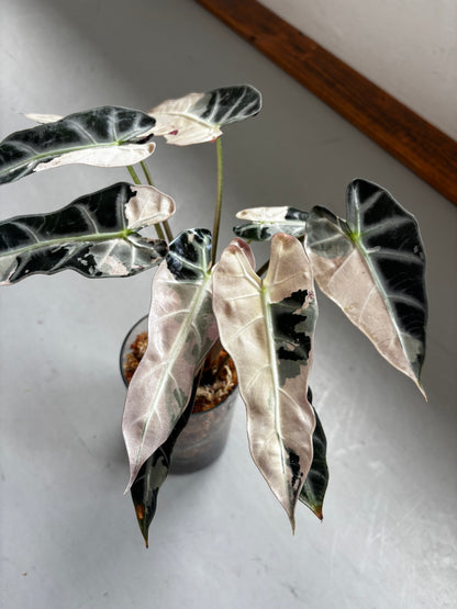 Alocasia Rhizom Bambino Pink