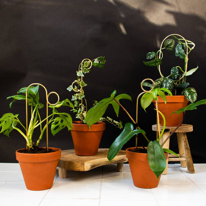 PERCH | Golden trellis