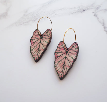 CALADIUM CREOLEN | GOLD