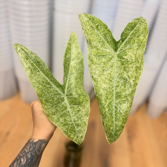 Alocasia Rhizom Longiloba Mottled Mint