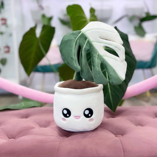 MONSTERA DELICIOSA ALBO VARIEGATA | Pflanzenstofftier