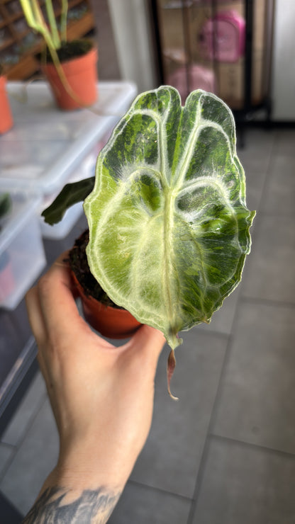 Alocasia Rhizom Venom Aura
