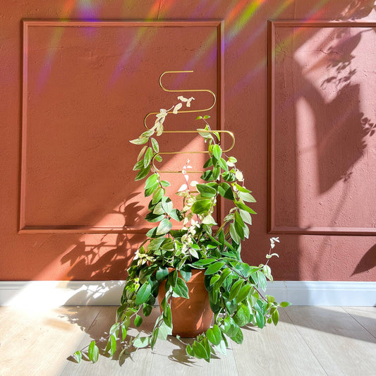 SQUIGGLE | Grand tuteur doré pour plantes, en métal inoxydable, hauteur 70 cm